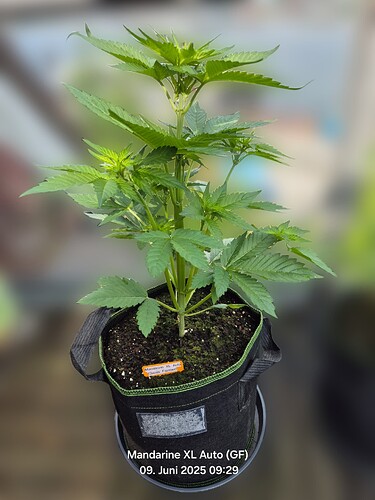 Growreport Bild 9