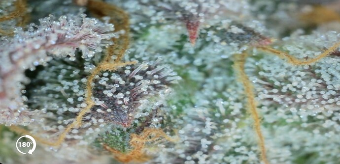 Growreport Bild 25