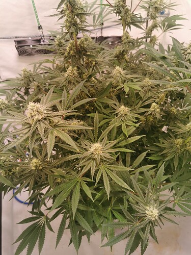 Growreport Bild 2