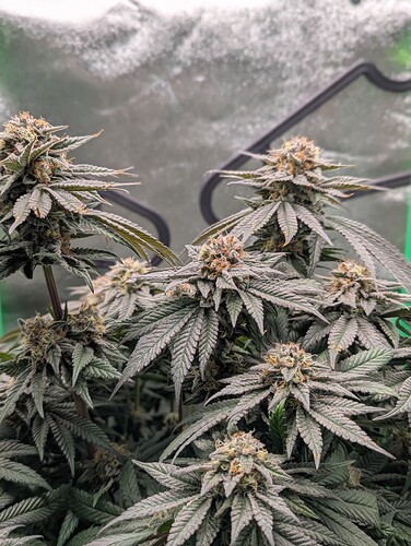 Growreport Bild 3