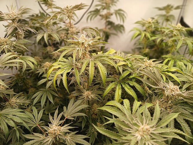 Growreport Bild 7