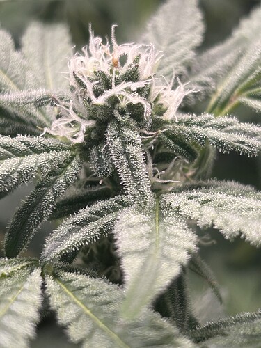 Growreport Bild 34