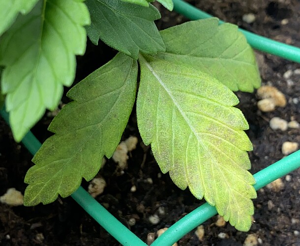 Growreport Bild 56