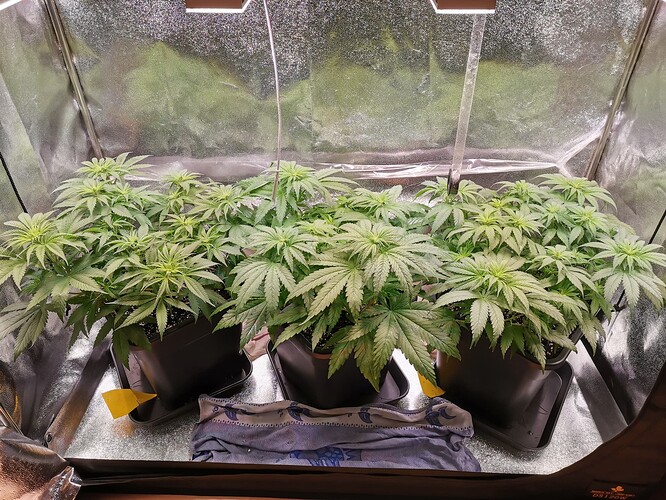 Blue Sunset Sherbert, 21.2