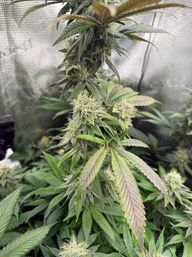 Growreport Bild 20