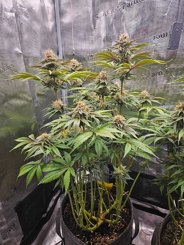 Growreport Bild 3