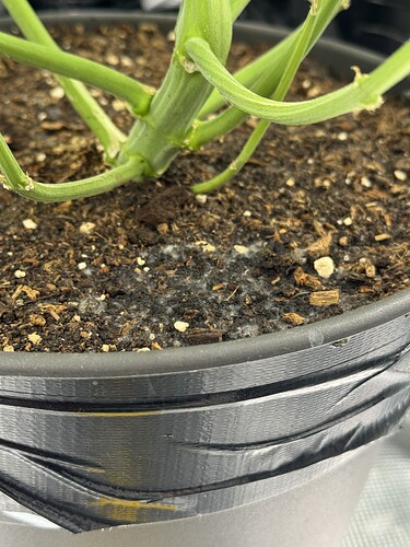 Growreport Bild 23
