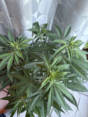 Growreport Bild 1