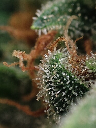 Growreport Bild 97