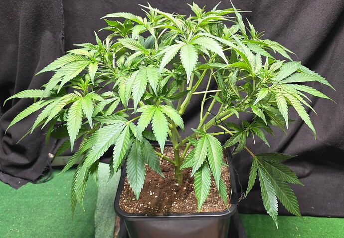 Growreport Bild 87