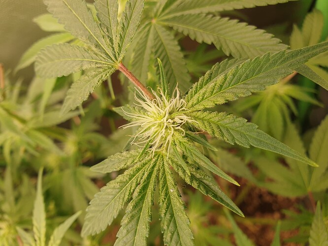 Growreport Bild 4