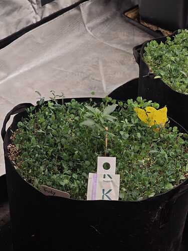 Growreport Bild 5