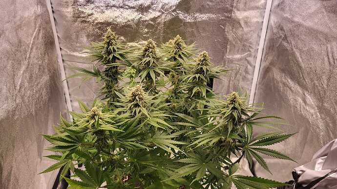 Growreport Bild 17