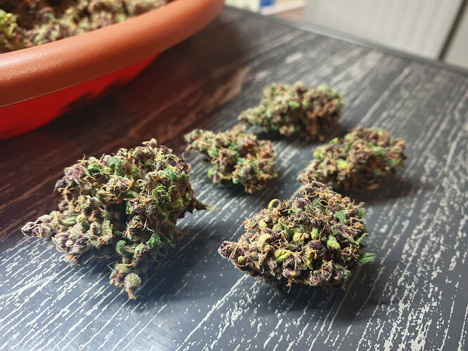 Growreport Bild 5