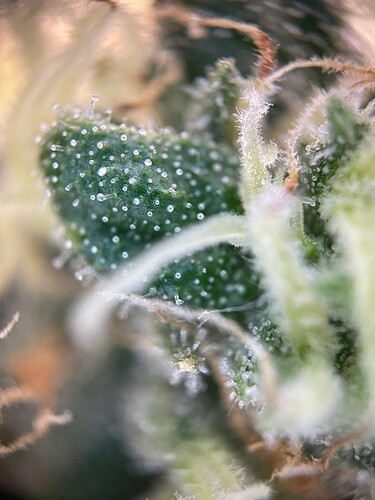 Growreport Bild 56