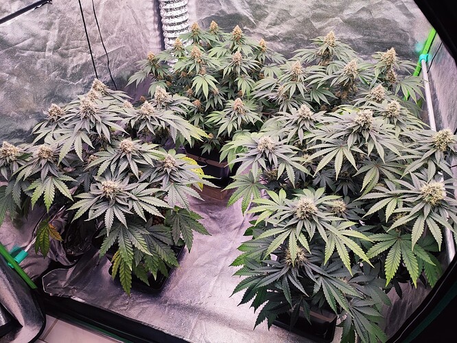 Growreport Bild 2