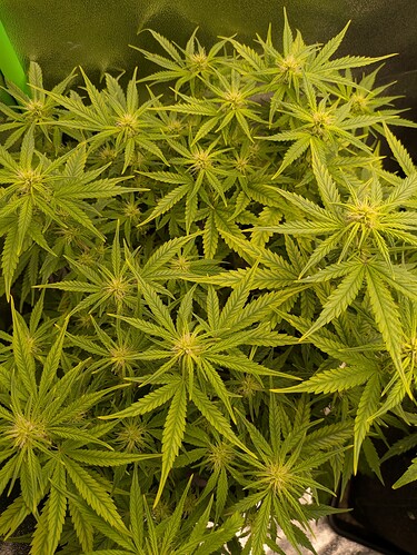 Growreport Bild 30