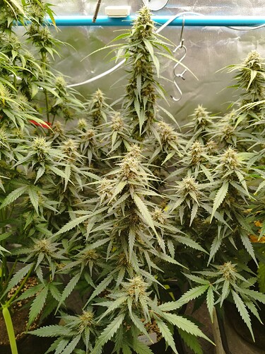 Growreport Bild 17