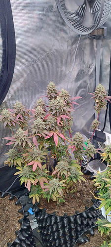 Growreport Bild 11