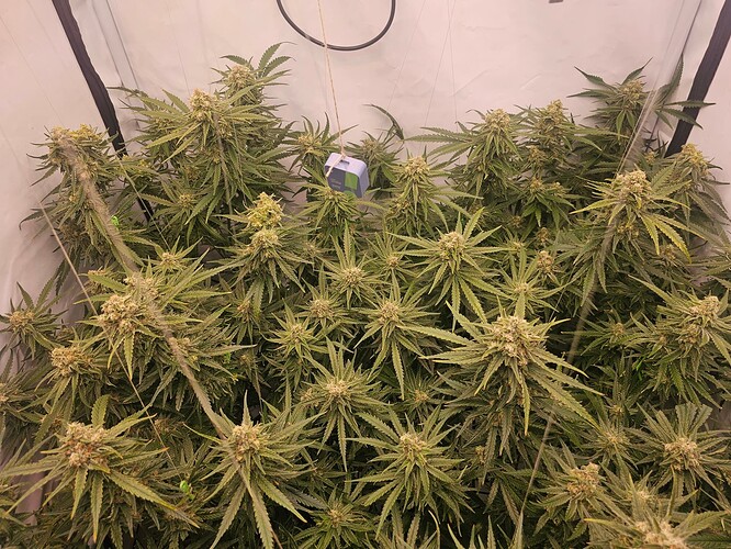 Growreport Bild 4