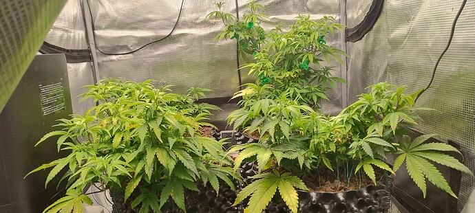 IMG_20251023_105746851_HDR