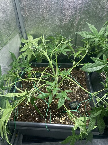 Growreport Bild 1