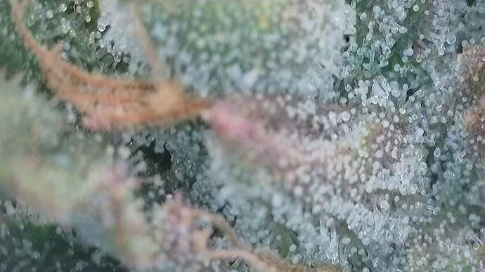 Growreport Bild 6