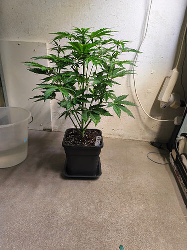 Growreport Bild 2