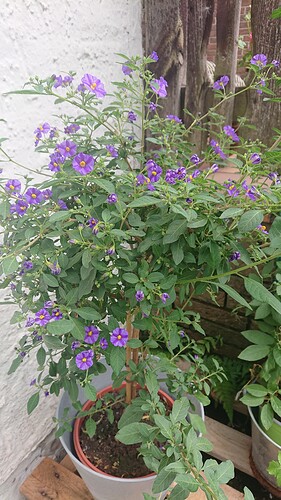 Growreport Bild 8