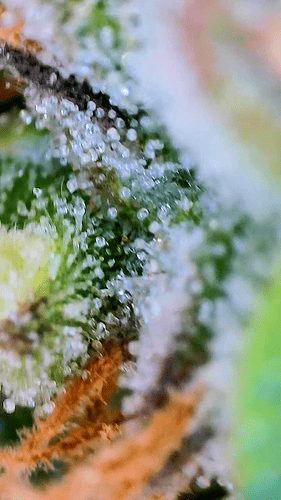 Growreport Bild 3