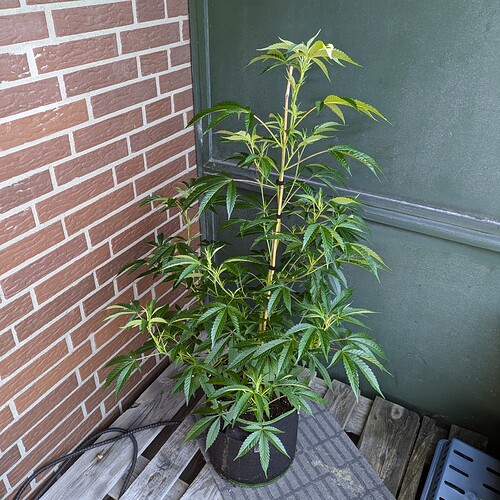 PXL_20240625_090032096