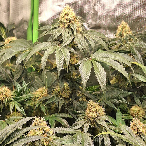 Growreport Bild 4