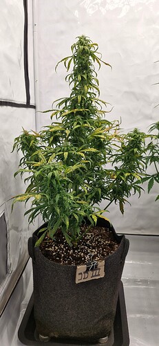 Growreport Bild 35