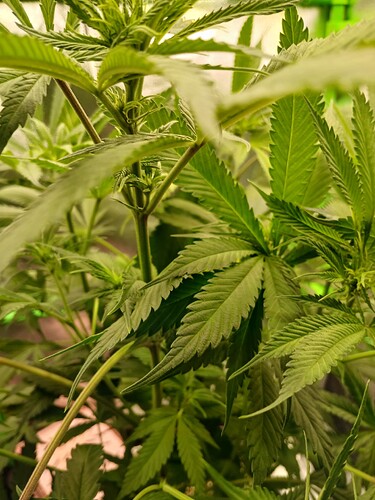 Growreport Bild 22