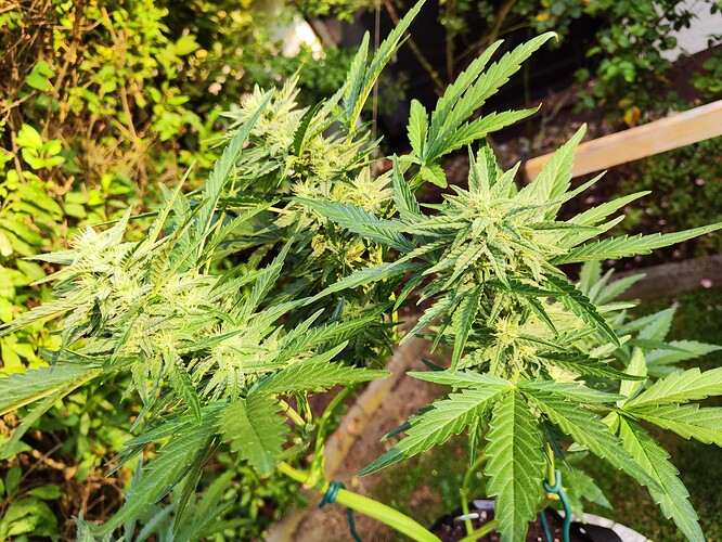 Growreport Bild 16