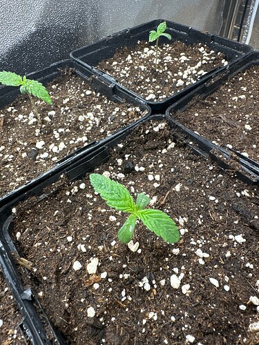 Growreport Bild 65