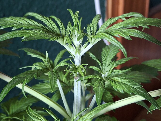 Growreport Bild 21