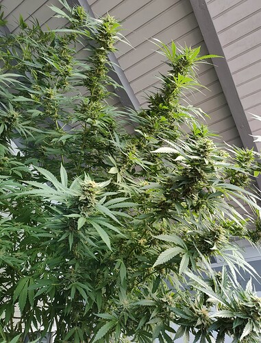 Screenshot_20251021-153536.Files by Google