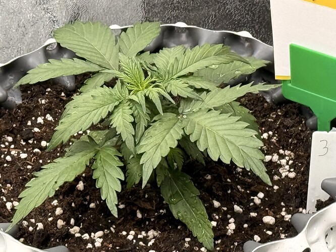 Growreport Bild 4