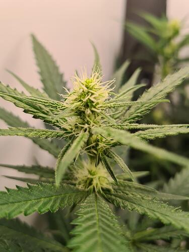 signal-2024-08-16-153517_005