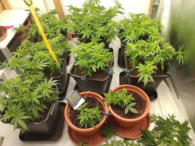 Growreport Bild 9
