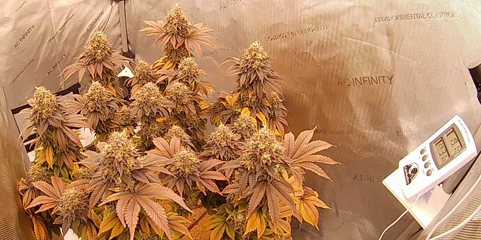 Growreport Bild 3
