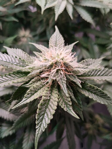 IMG_20250210_175944 - Kopie