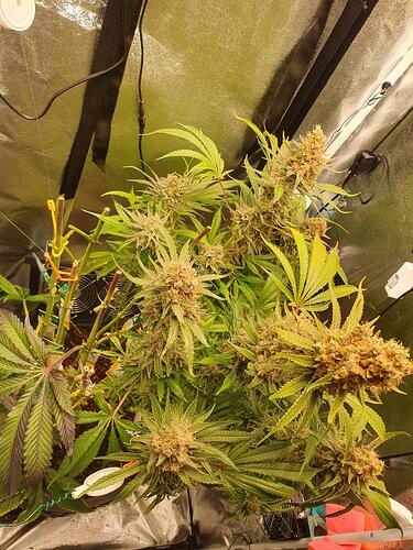 Growreport Bild 11