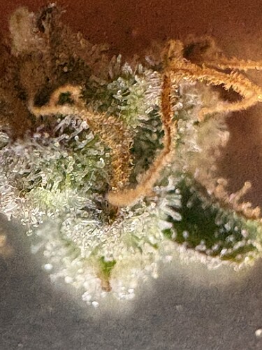 Growreport Bild 20