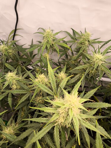 Growreport Bild 18