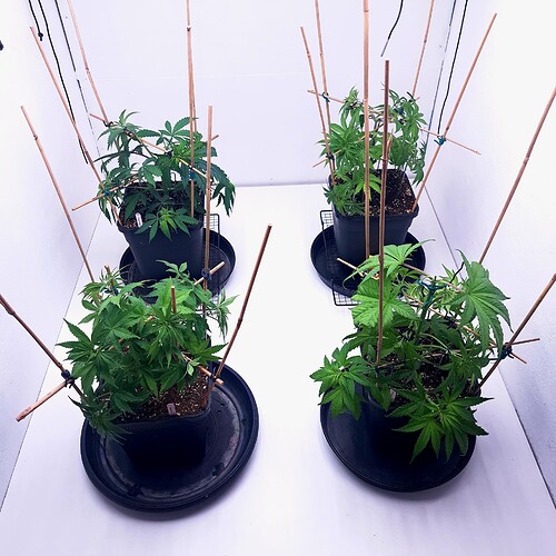 Growreport Bild 20