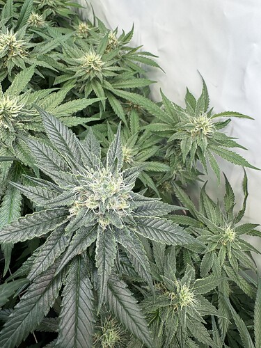 Growreport Bild 23