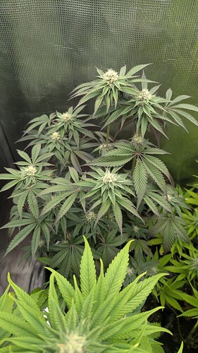 Growreport Bild 5