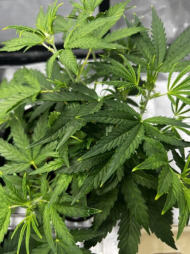 Growreport Bild 5